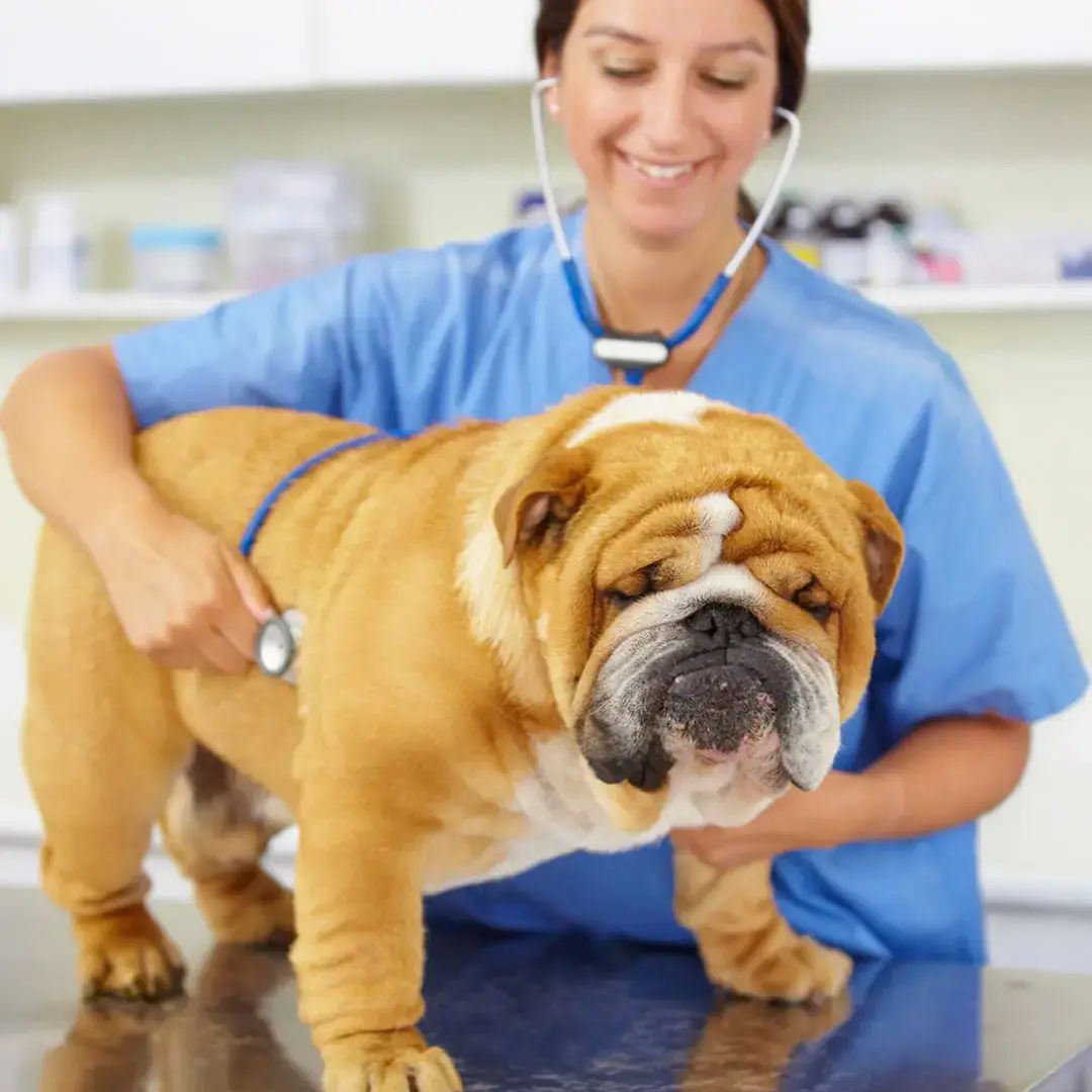 Veterinarian Website Maintenance Plan
